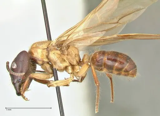 Camponotus megalonyx - FOCOL2399