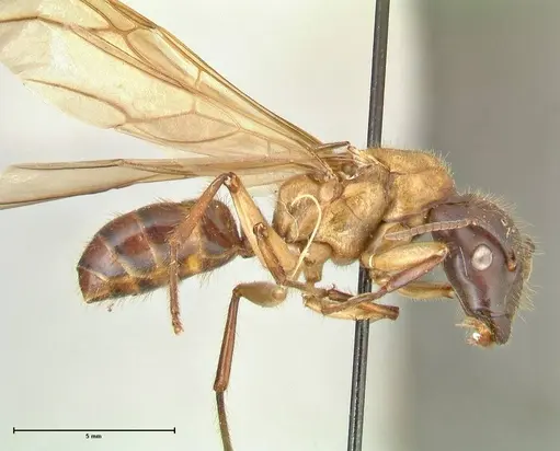Camponotus megalonyx - FOCOL2399