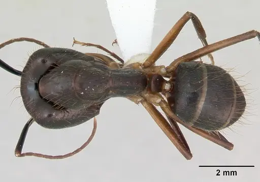 Camponotus melanoticus specimen