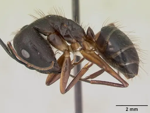 Camponotus melanoticus specimen