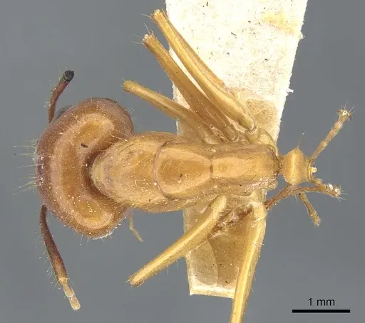 Camponotus melichloros specimen