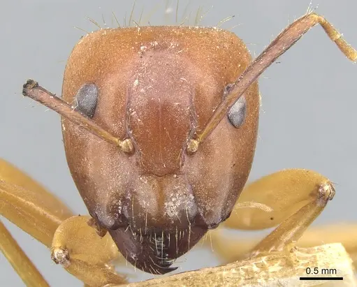 Camponotus melichloros specimen