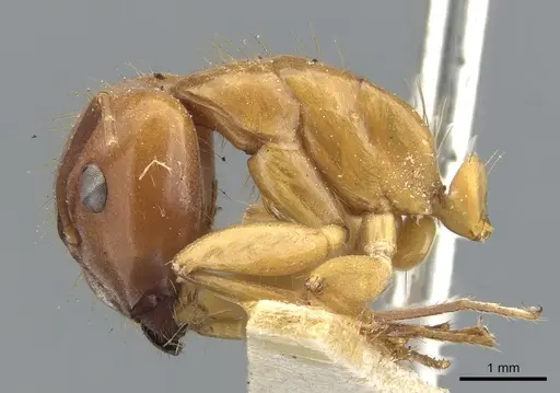 Camponotus melichloros specimen