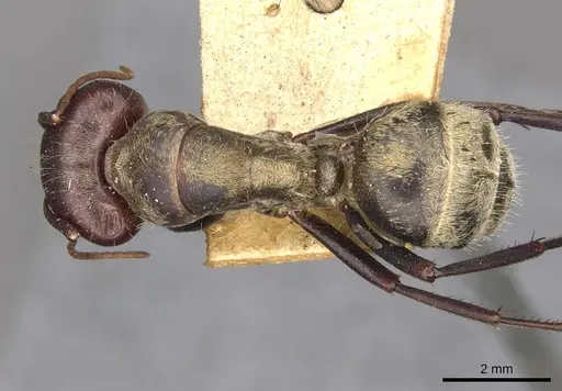Camponotus mendax specimen