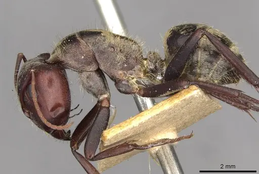 Camponotus mendax specimen