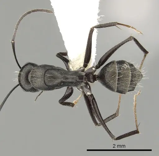 Camponotus micans specimen