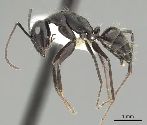 Camponotus micans specimen