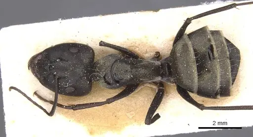 Camponotus micans - CASENT0911771