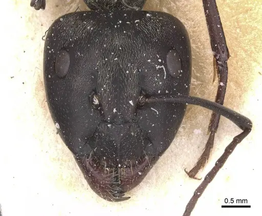 Camponotus micans - CASENT0911771