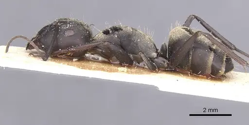 Camponotus micans - CASENT0911771