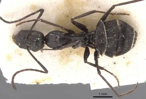 Camponotus micans - CASENT0911772