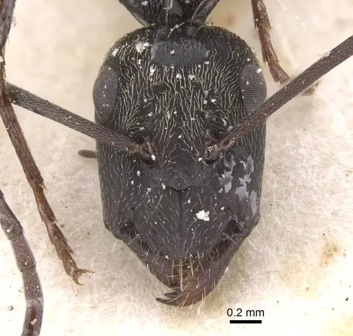 Camponotus micans - CASENT0911772