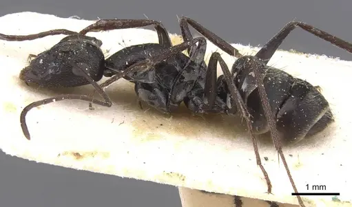 Camponotus micans - CASENT0911772