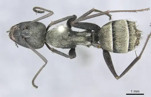 Camponotus micans - CASENT0913709