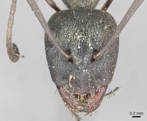 Camponotus micans - CASENT0913709