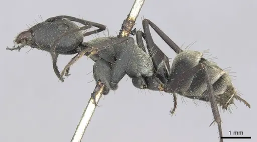 Camponotus micans - CASENT0913709