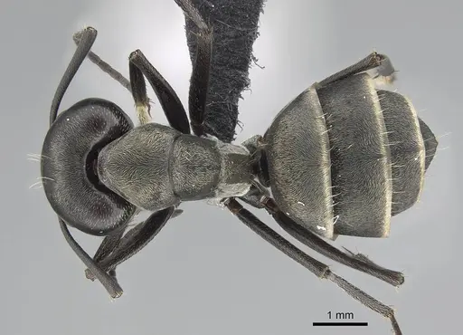 Camponotus micans - KG01894-2