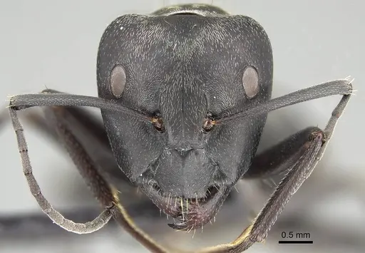 Camponotus micans - KG01894-2