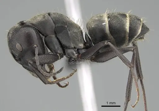 Camponotus micans - KG01894-2