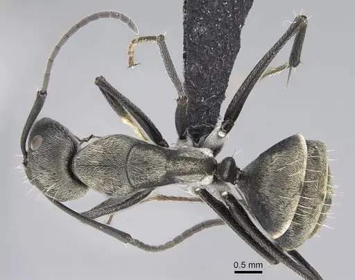 Camponotus micans - KG01894-3