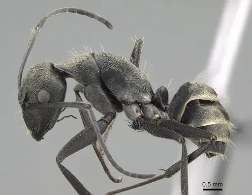Camponotus micans - KG01894-3