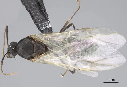 Camponotus micans - KG01894-4