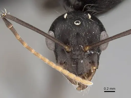 Camponotus micans - KG01894-4