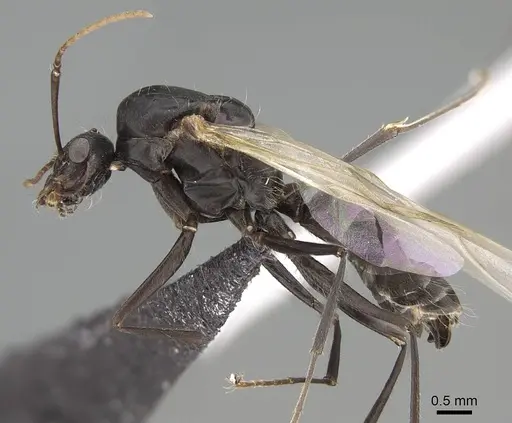Camponotus micans - KG01894-4