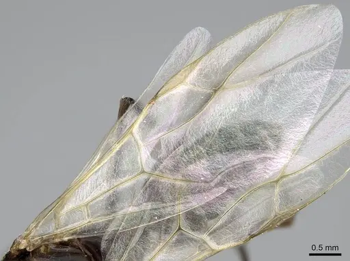 Camponotus micans - KG01894-4