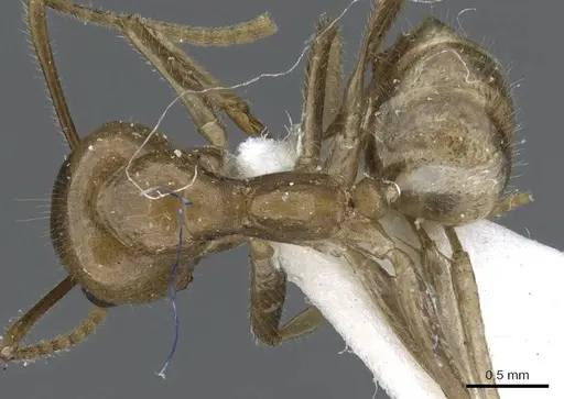 Camponotus micragyne specimen