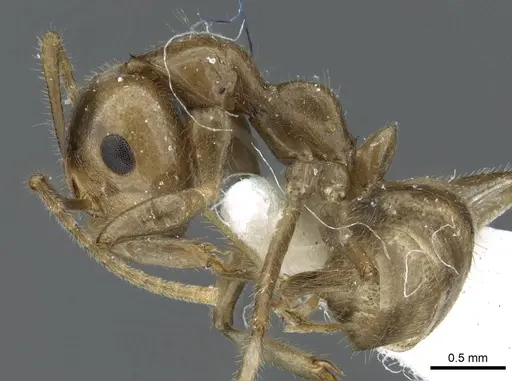 Camponotus micragyne specimen