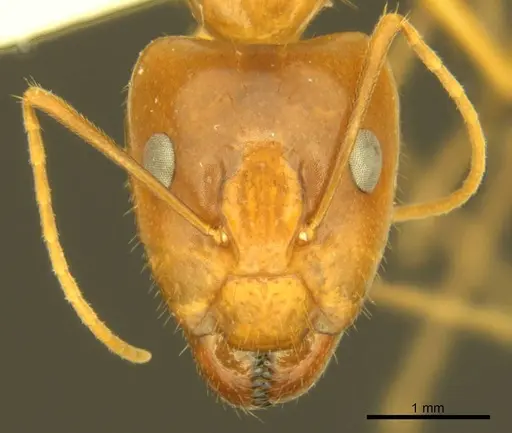 Camponotus micronesicus specimen