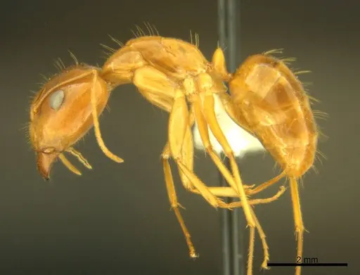 Camponotus micronesicus specimen