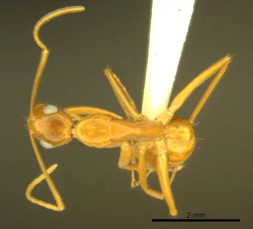 Camponotus micronesicus - ANTWEB1008904