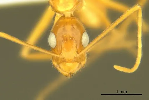 Camponotus micronesicus - ANTWEB1008904