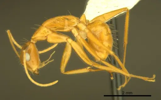 Camponotus micronesicus - ANTWEB1008904