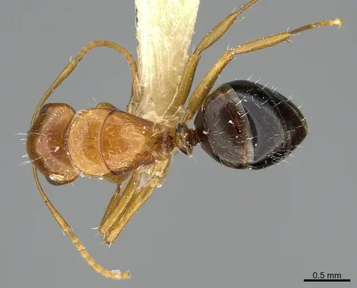 Camponotus micrositus specimen