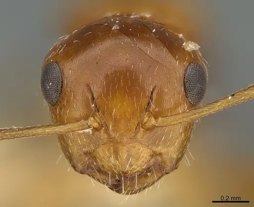 Camponotus micrositus specimen