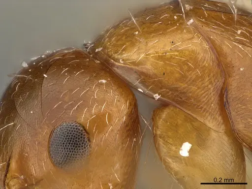 Camponotus micrositus specimen