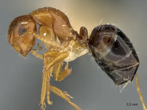 Camponotus micrositus - ANTWEB1041562