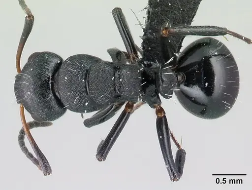 Camponotus mifaka specimen
