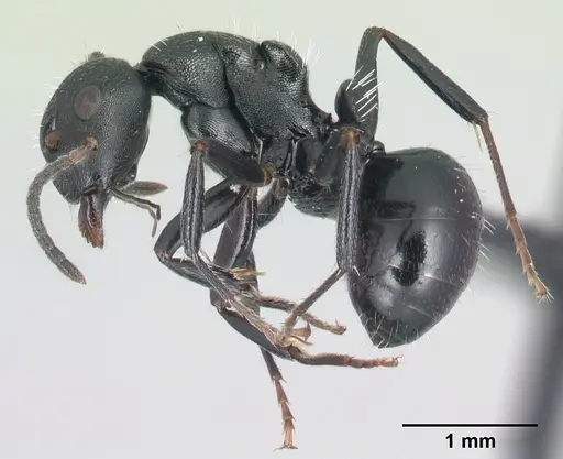 Camponotus mifaka specimen