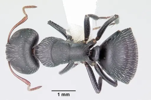 Camponotus mina specimen