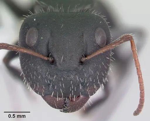 Camponotus mina specimen