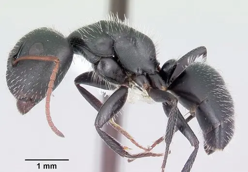 Camponotus mina specimen