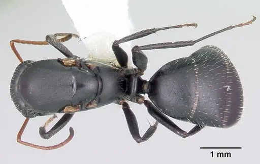 Camponotus mina - CASENT0104759