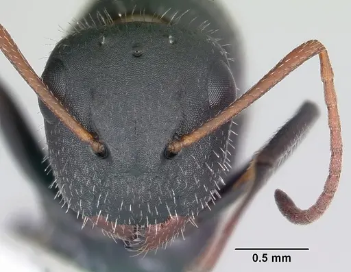 Camponotus mina - CASENT0104759
