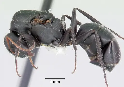 Camponotus mina - CASENT0104759