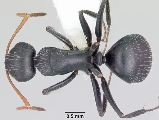 Camponotus mina - CASENT0104950