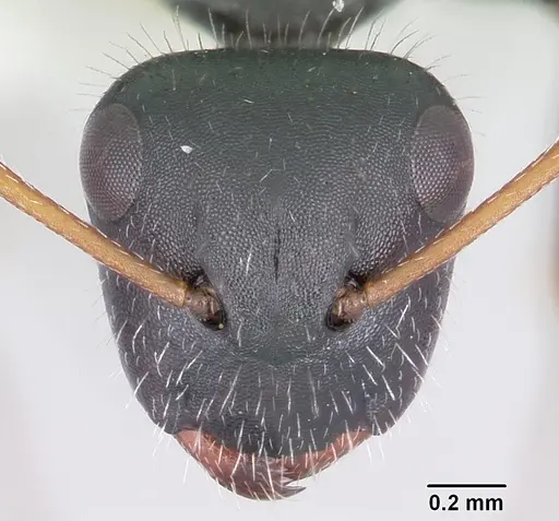 Camponotus mina - CASENT0104950